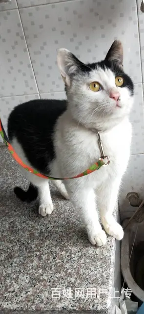 【搞定了！】免费领养猫猫，免费绝育，免费赠送一年猫粮、猫砂 - 图片 1