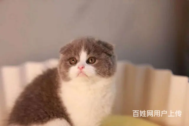 哪里有折耳猫卖的 无病无廯 双血统折耳猫多少钱 - 图片 2