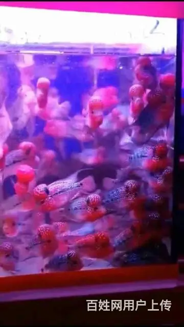 渭南哪里有卖罗汉鱼，渭南卖罗汉鱼地址 - 图片 4