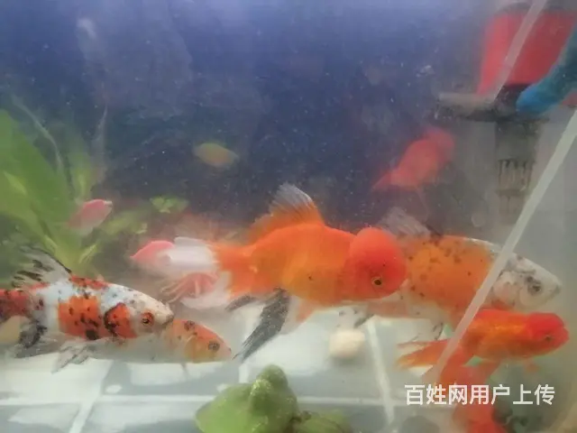 国狮金鱼，糖果天使鱼 - 图片 7