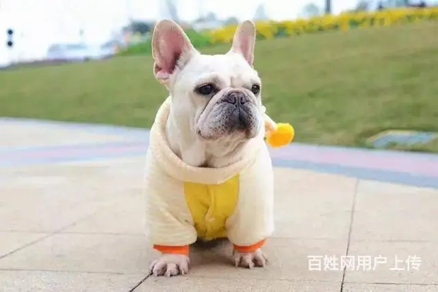 纯种赛级法国斗牛犬 证品质健康 颜色齐全 - 图片 8