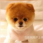 黔南博美繁殖场博美犬舍联系方式