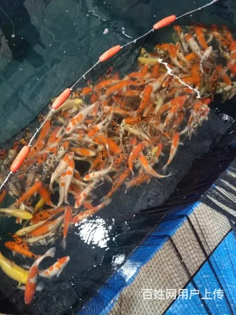 苏州永乐锦鲤常年出售锦鲤鱼 - 图片 6