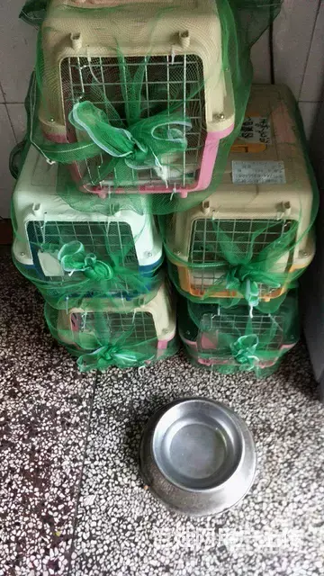 常州便民宠物托运 安全放心 诚信第一 空运汽运铁路 - 图片 2