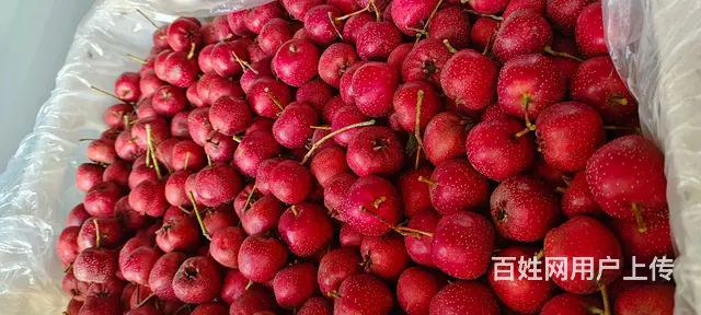 山楂出售 - 图片 1