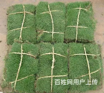 娄底草皮价格怎么样，铺设效果好吗，在哪有草皮买？ - 图片 12
