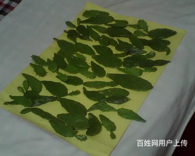 仙人掌 - 图片 1