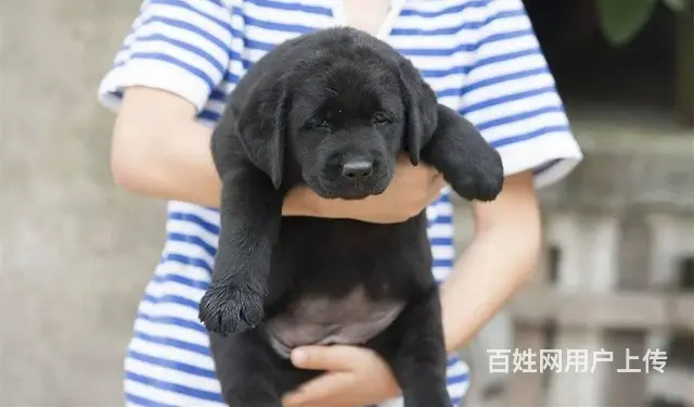 出售赛级拉布拉多犬纯种拉布拉多价格哪里卖拉布拉多 - 图片 1