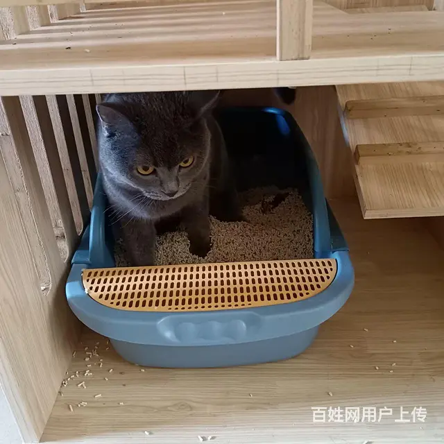 淘气蓝猫抱回家随便撸 - 图片 4