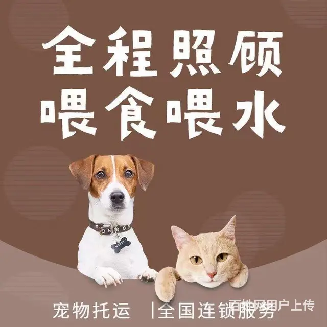 丽水缙云宠物托运 （猫狗活体运输）宠物快递至全国 - 图片 2