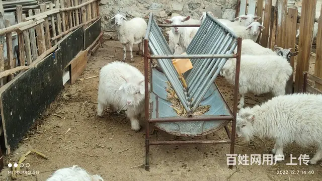 卖羊 - 图片 4