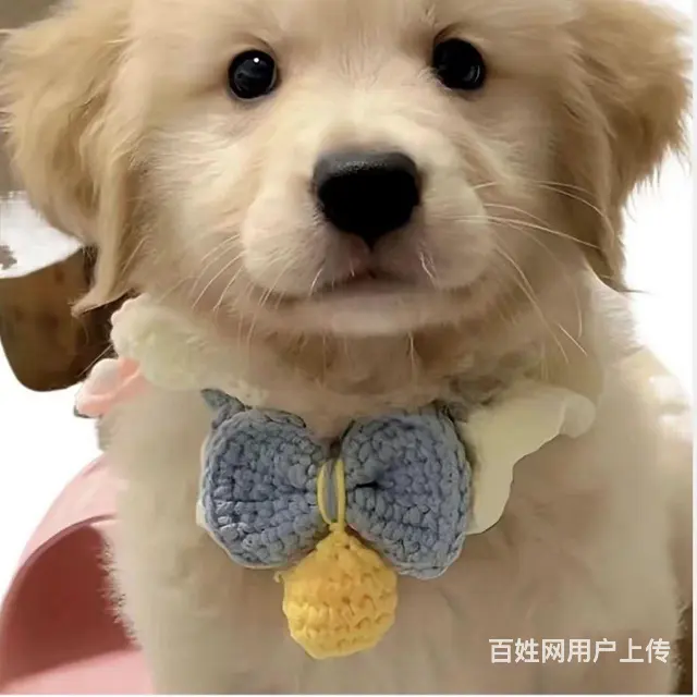 朋友送的金毛，现在没时间养了  狗狗各项都是非常好 - 图片 3