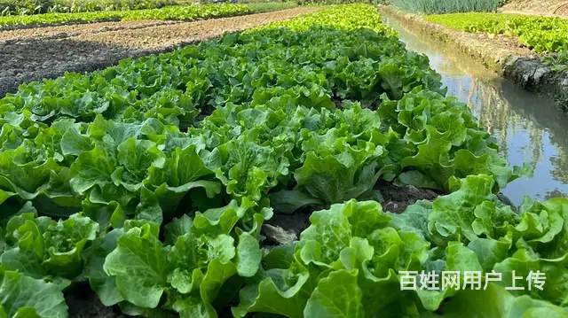 广州食堂食材供应，生鲜蔬菜一站式配送，冷链车保鲜送 - 图片 2