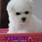 出售法国迷你比熊幼犬是很可爱的小棉花糖 卷毛纽