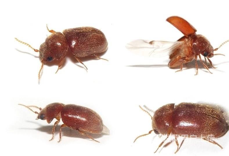 广州灭蠹虫公司,家里出现粉蠹虫要及时灭除