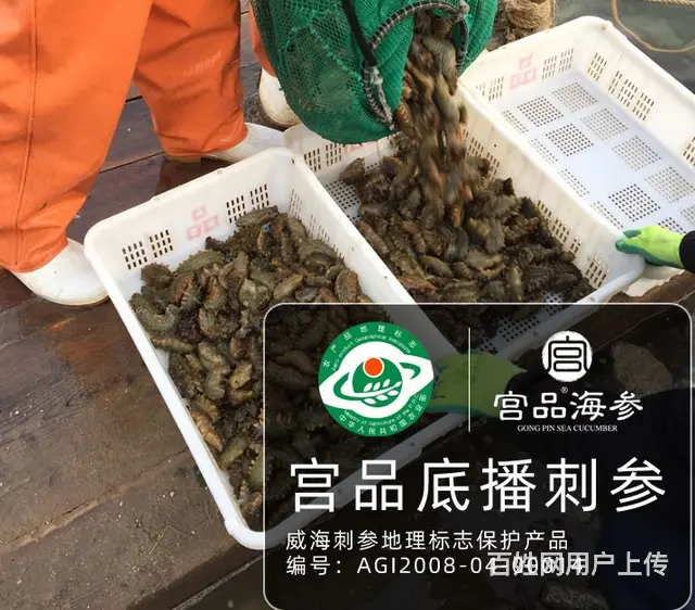 苏州大连海参团购 - 图片 1