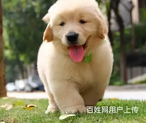 承德本地出售金毛犬 家养金毛 金毛寻回犬 - 图片 3