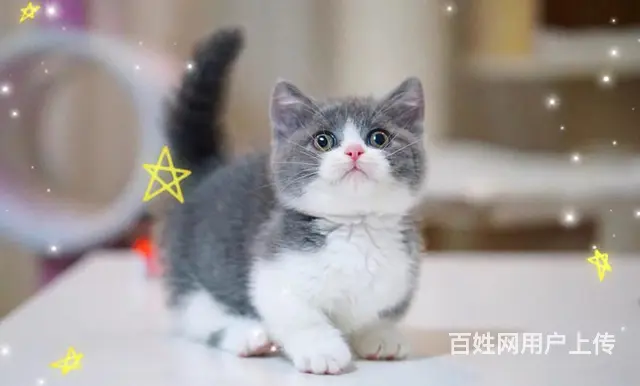 曼基康矮脚猫多少钱 拿破仑好养吗 矮脚拿破仑照片 - 图片 2