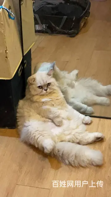 赠送家猫 - 图片 2
