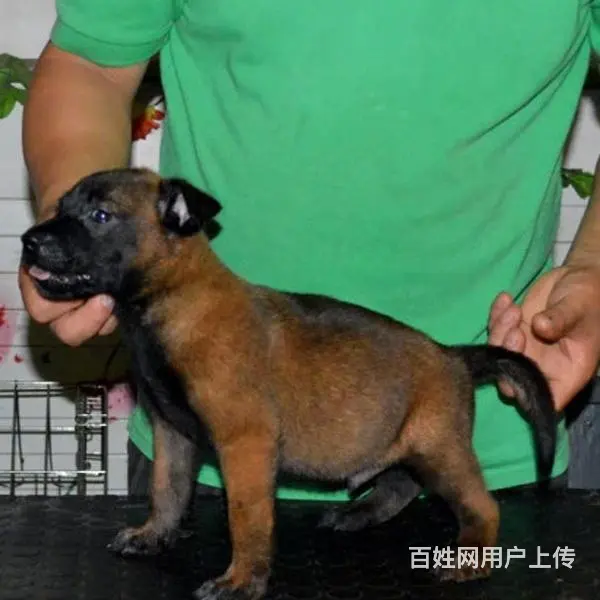 吕梁好的马犬哪里有卖，好的马犬如何挑选 - 图片 4