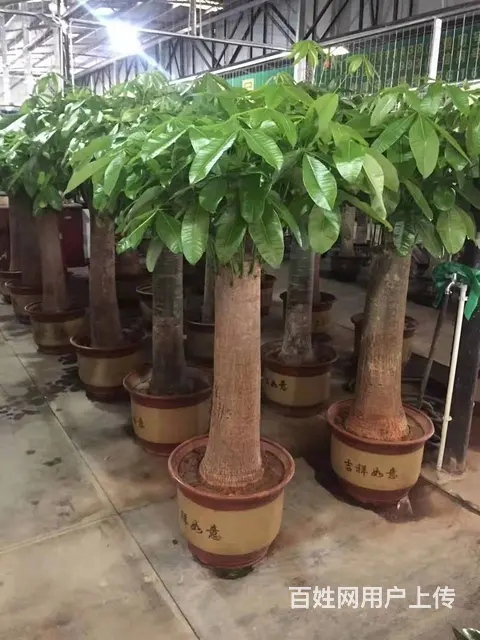 广州花草绿植租摆天河l办公室植物花卉租赁！ - 图片 6