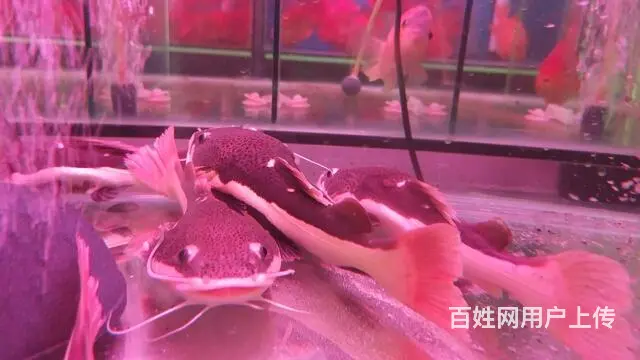 鱼缸观赏鱼送货到家 - 图片 11