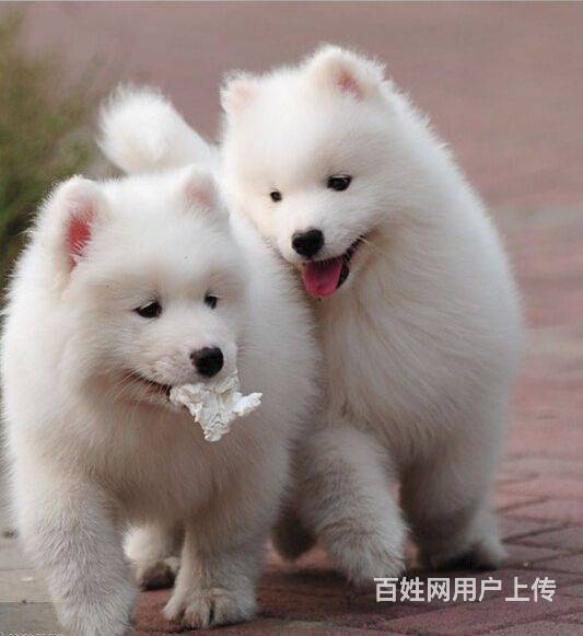 纯种家养 澳版 萨摩耶幼犬 微笑天使 白色宠物犬的图片