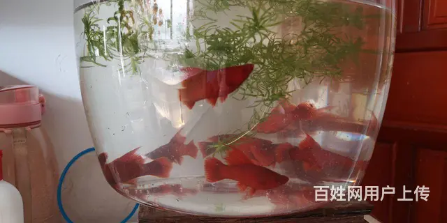 高崎红箭鱼10条非常漂亮便宜卖了，自己养起来的 - 图片 1