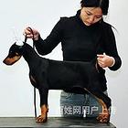 延边宠物店卖比熊的在哪哪里有卖