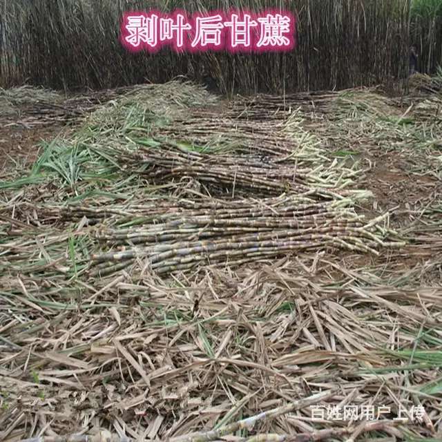 百色4BC-350A牵引式甘蔗剥叶机 甘蔗去叶机 - 图片 6