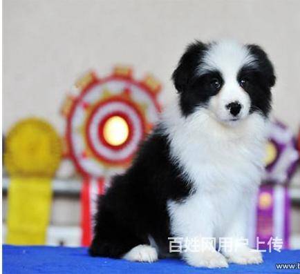 三个月边牧幼犬出售 赛级边牧多少钱一只的图片
