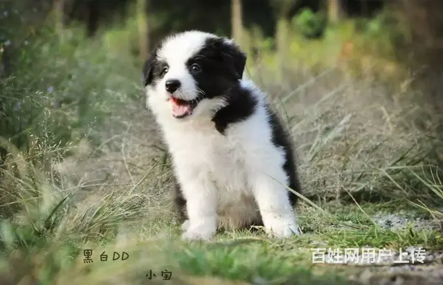 纯种边境牧羊犬哪里可以买到、边境牧羊犬幼犬多少钱一 - 图片 3