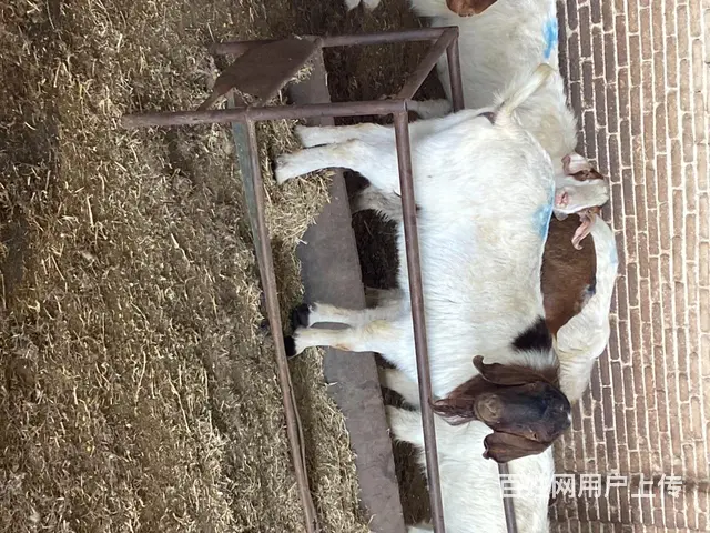 山羊公羊，15.5-16每斤 - 图片 2