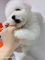 内江哪里有比熊卖 比熊犬舍信息