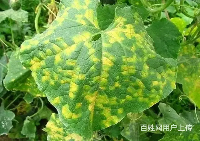 春雷霉素作用机理2%春雷霉素水剂防治多种病害 - 图片 3