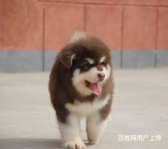 出售巨型阿拉斯加犬 红色 黑色纯种健康阿拉斯加雪橇 - 图片 8