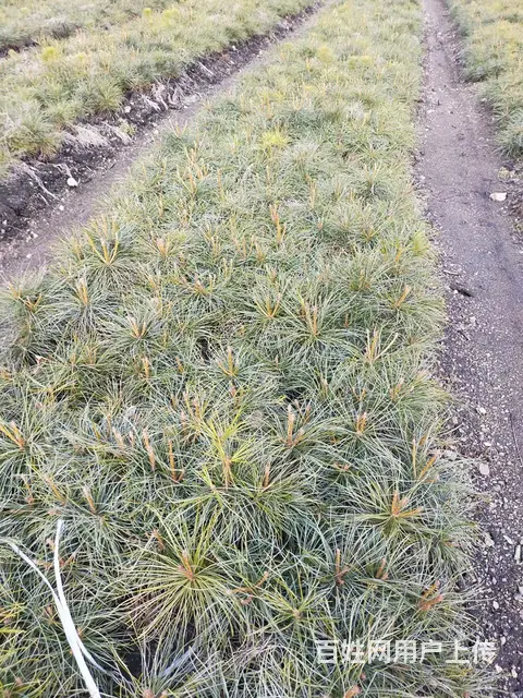 各种造林绿化苗木 - 图片 11