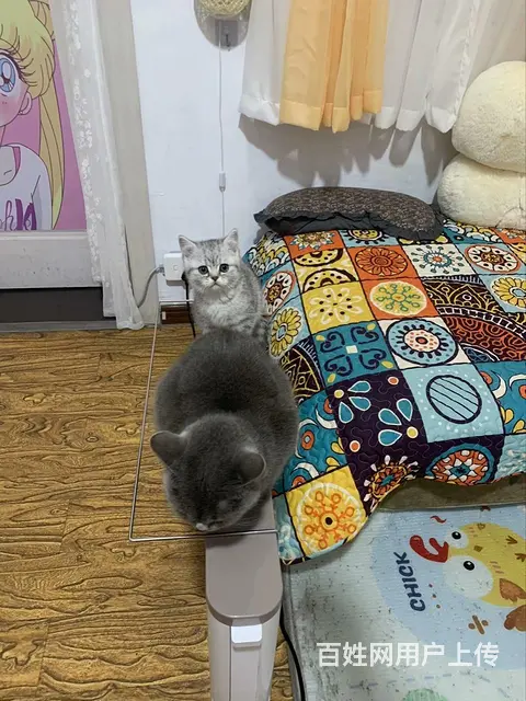 【搞定了！】银渐层3个月小公猫自家母猫生的第一窝 - 图片 5