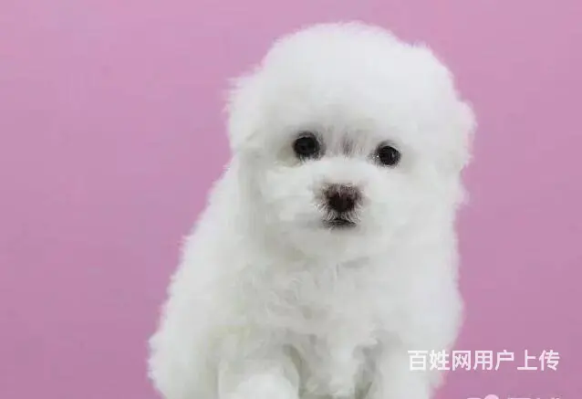 承德比熊多少钱一只 比熊价格 比熊怎么卖 保健康 - 图片 3