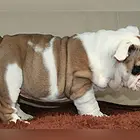 池州【十年老店】常年繁殖优质血统英牛幼犬