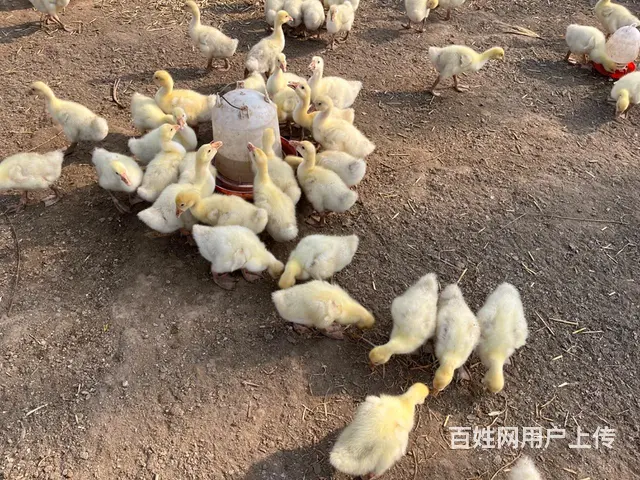 出售 鸡 鸭 鹅苗 - 图片 8