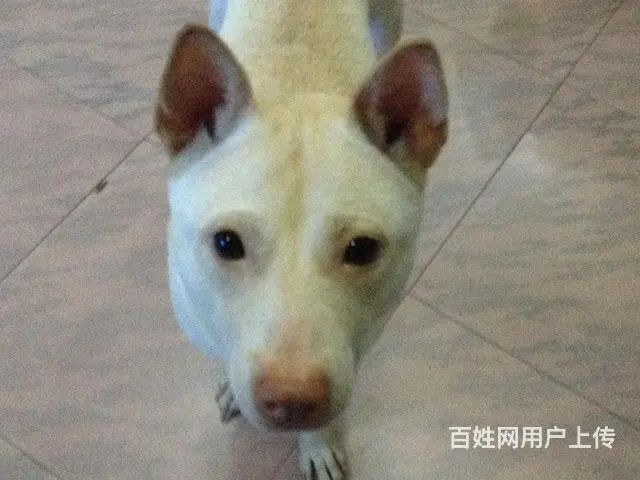 钟厝洋附近寻黄色土狗，有收留者重金酬谢 - 图片 3