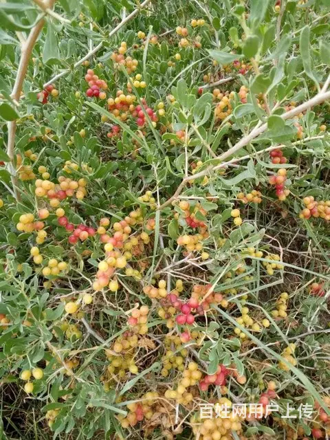 新疆白刺果种植基地 白刺果种子市场价格 人工种植白 - 图片 5