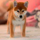 犬舍直销一出售纯种柴犬幼犬一包养活一签合同一送用