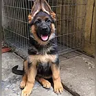 池州德牧犬舍基地常年出售纯种德牧双血德牧幼犬