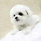 萍乡【*推荐】比熊犬舍‖比熊养殖场