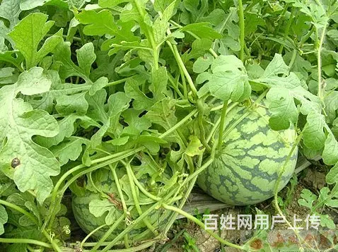 新疆吐鲁番西瓜哈密瓜代办 - 图片 9