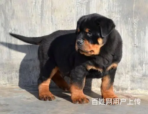 纯种带血统罗威纳犬出售 大骨架赛级品质 可视频选狗 - 图片 8