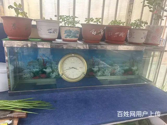 鱼缸 - 图片 3