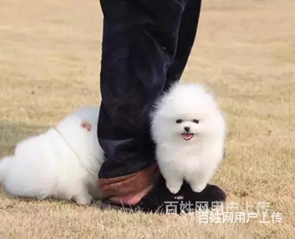 保亭博美市场价位博美一般多少钱呢 - 图片 1